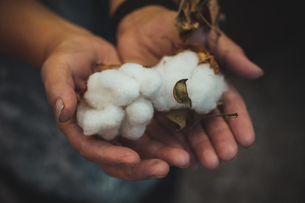 綿花の栽培は、日本の衣料に大きな変化をもたらしました